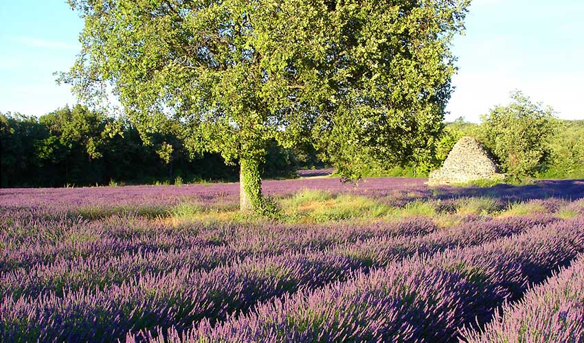 Lavender in Provence